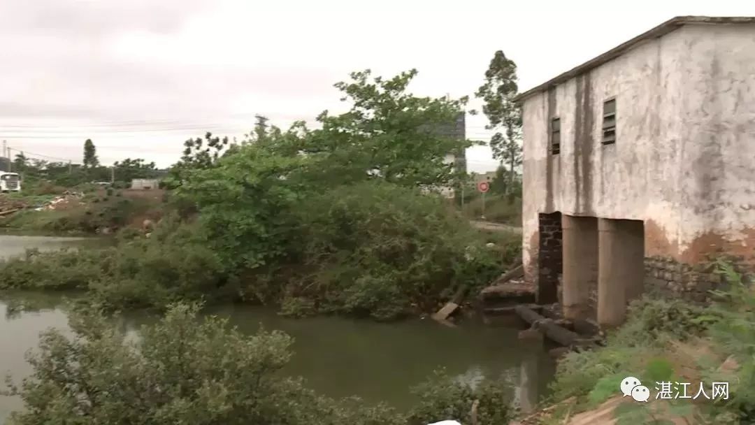 广东湛江雷州成立专案组乌石镇大量死鱼事件真相揭开