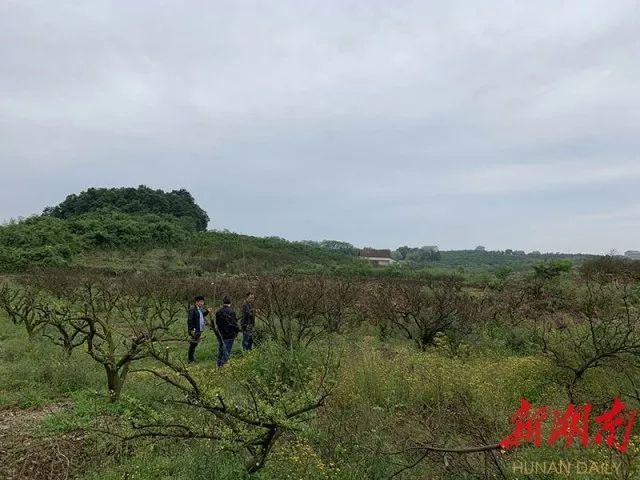 记者蹲点见闻丨又到橘花飘香时 石门柑橘大灾之后品改提质见闻 受灾