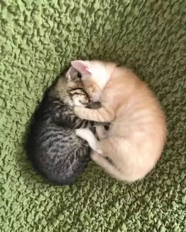 会比心的猫咪见多了,会用大腿比心的你们见过吗?