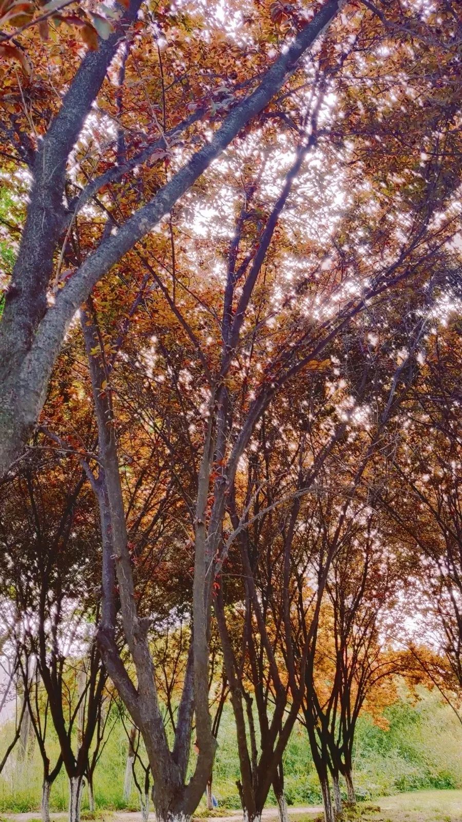 紫叶李的树干描写