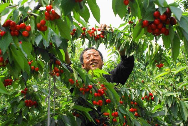 5月16日,陕西澄城第四届樱桃文化艺术节开幕式将在澄城县庄头镇郭家庄