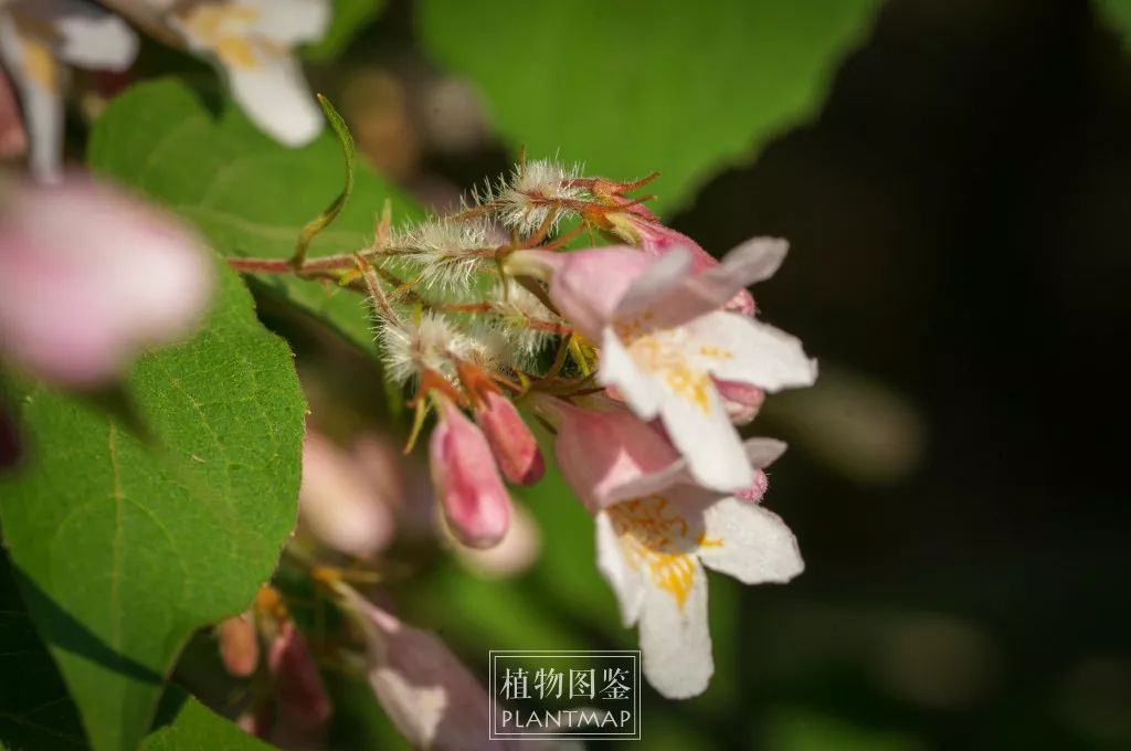 猬实 果实像刺猬,花更好看