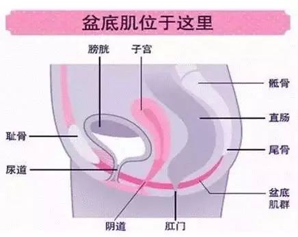 收藏!这样训练盆底肌有六大惊人作用,很多人不知道.