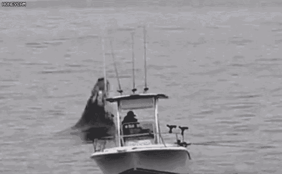 576_355gif 动态图 动图