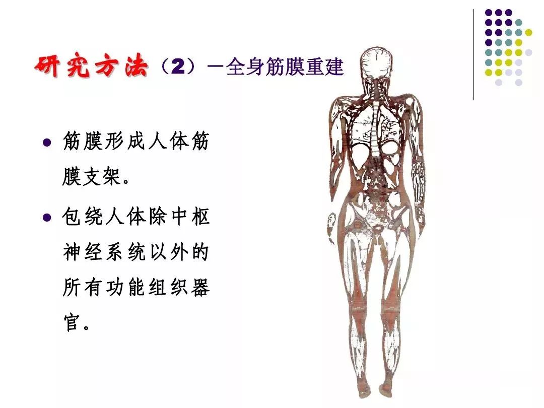 筋膜学与人体经络