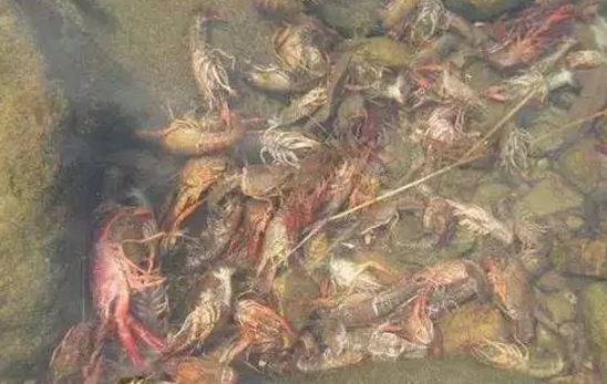 高温缺氧致鱼虾蟹大量死亡,养殖户如何避免惨剧的发生?