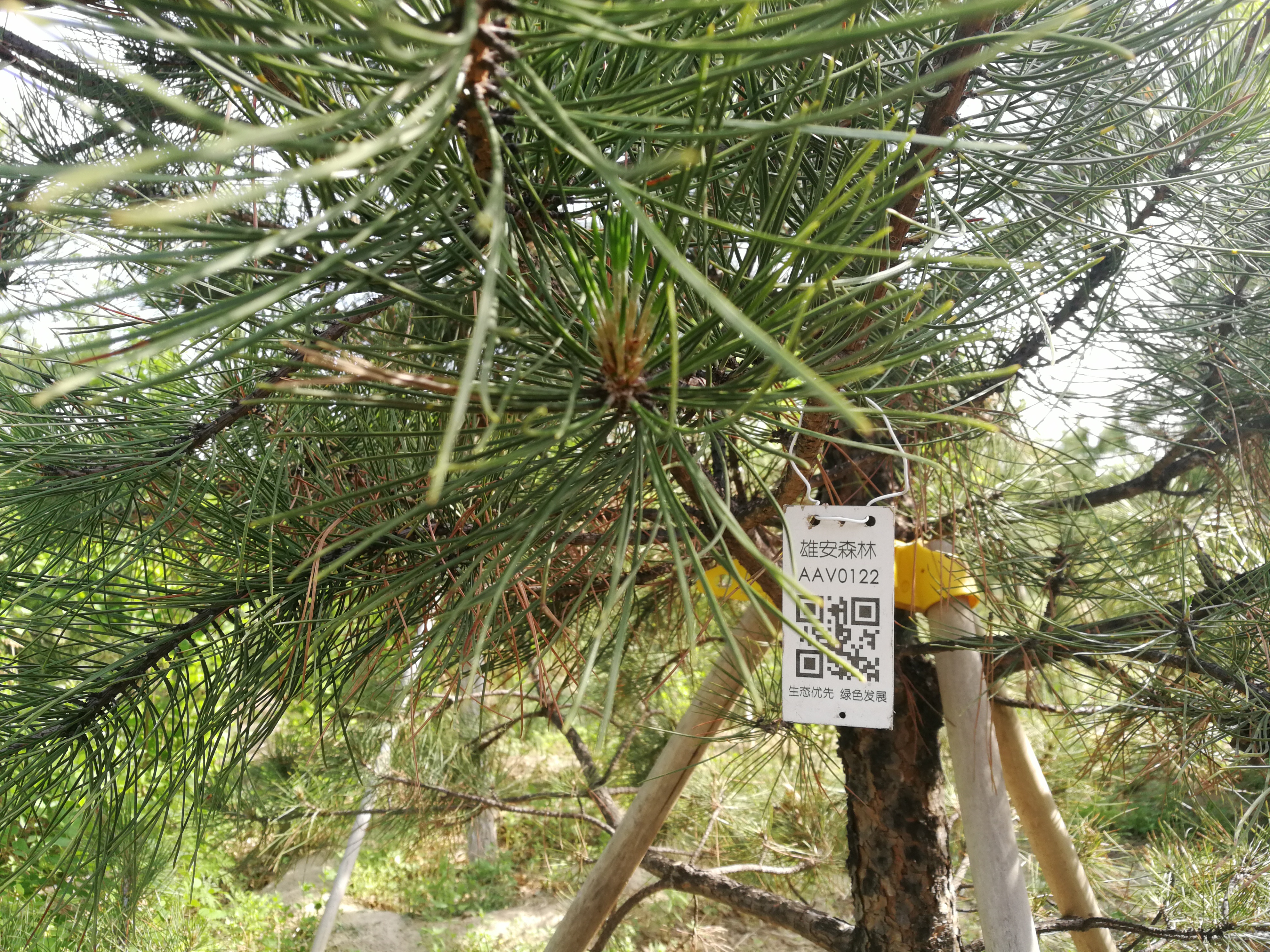 雄安新区:先植绿 后建城 千年秀林茁壮成长