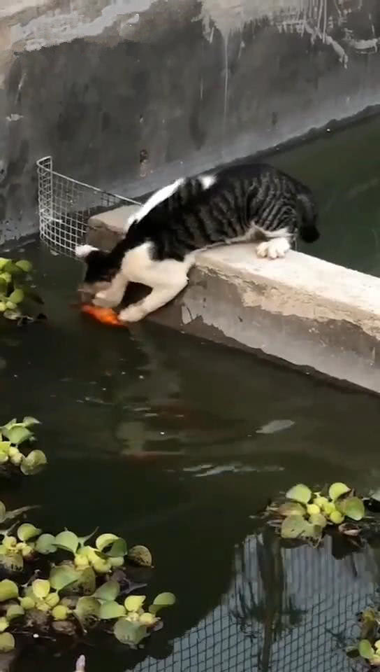 猫站在池塘边盯鱼看,女子笑猫痴心妄想,接着猫的动作女子愣了