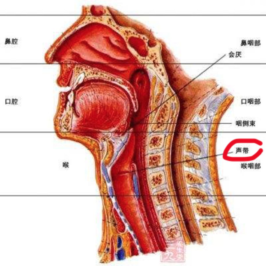 百度了一下声带的位置