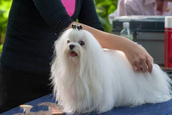 地球上10大最不易掉毛的狗狗 中国冠毛犬上榜 你喜欢哪一种 热备资讯