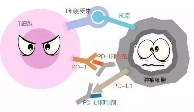 一年几十万的pd1怎么早期判断是否起效