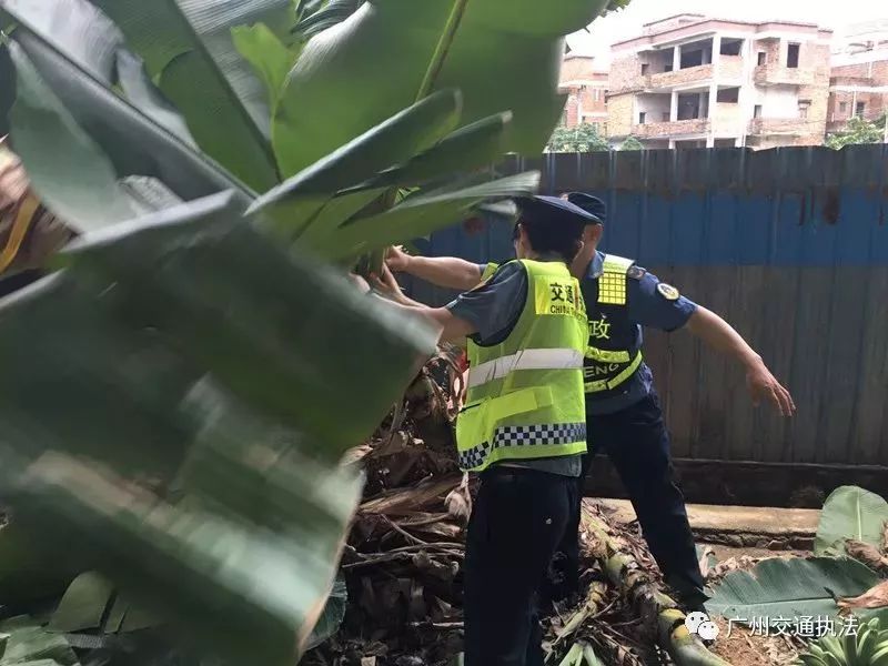 花都区花东镇总人口数_花都区花东镇(3)