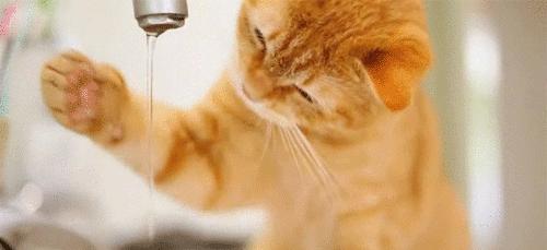 怎么样才可以让猫咪多喝水 51461df766f542ec89d071ef8cc0a08b.jpeg