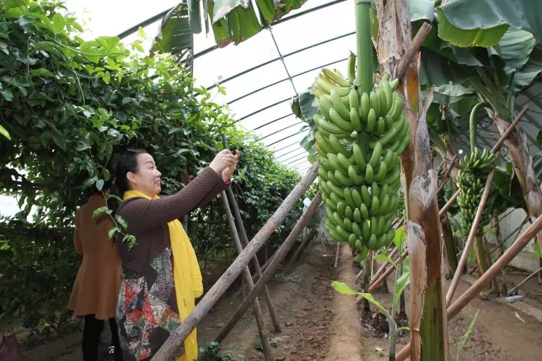 采摘季丨速mark沧州初夏采摘目的地推荐