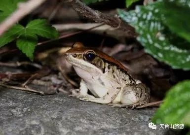 生活天台这么久,竟不知山中竟有如此多的珍奇