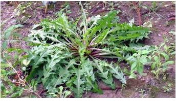 婆婆丁野菜可以生吃吗 77496459430a4db3954935e0b3e436f5.jpeg