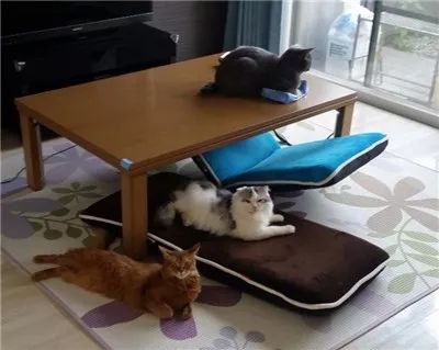 这只猫超霸道,主人用什么,它就霸占什么,连人都是它的! bbin金沙