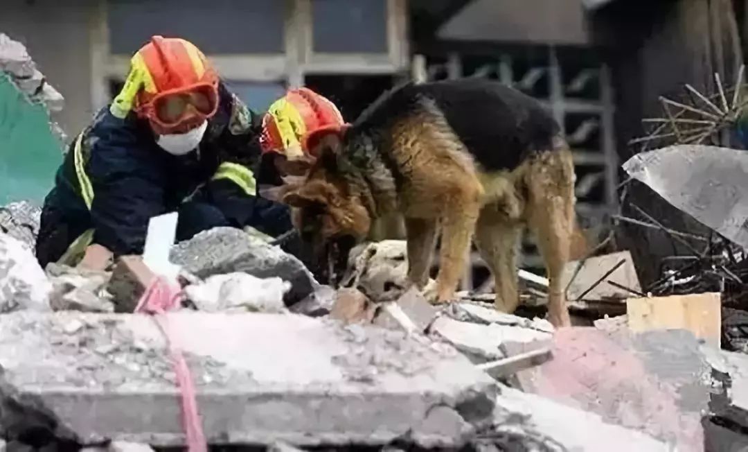 你们还记得11年前疯狂搜救伤痕累累的汶川搜救犬吗?