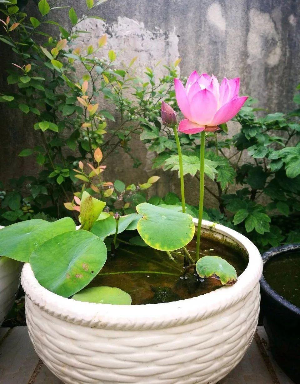 她在水缸里种荷花,开花比脸还大,满缸都是藕!