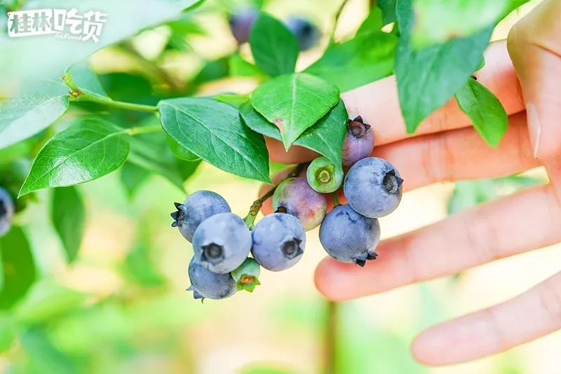 这片100 亩的蓝莓园终于开放啦!距离市区仅30分钟!_种植园