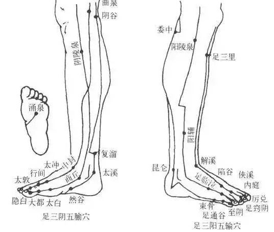 小腿上还分布着60多个穴位,足三阳经,足三阴经这六条重要经络也从小腿