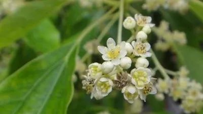 醉里飞花令理想陈以忠沐香樟花雨