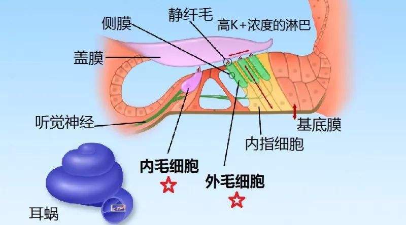 轻度人口_人口普查(2)