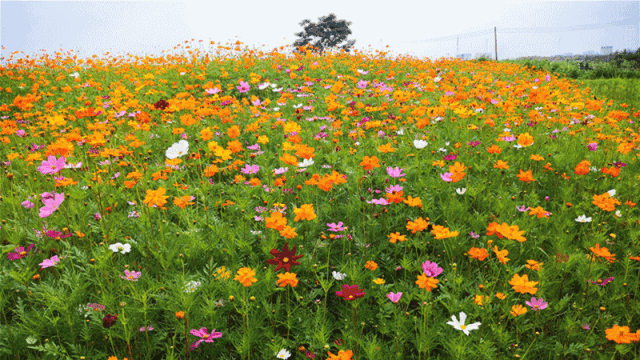 超6000㎡黄金花海迎来最佳观赏期!就在三山!