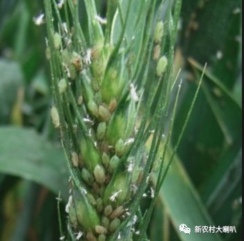 小麦穗是怎么形成的 b9701b07206449b4b02cebb8789ccd5a.jpeg