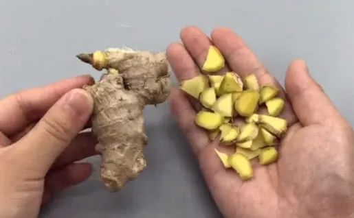 生姜放白酒里泡一泡好厉害 澳门百家乐玩法大全