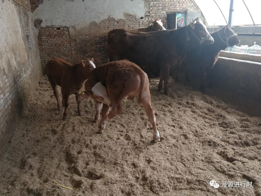 我们的牛也睡上了"席梦思—大湾乡扎实推进牛床垫料改造工程