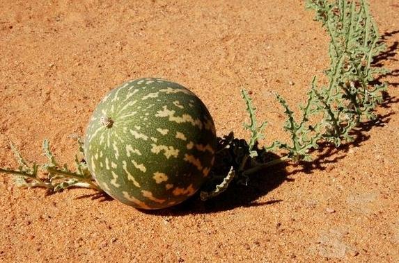 沙漠中看到“西瓜”，为何再渴也不能吃？导游：存在安全隐患！