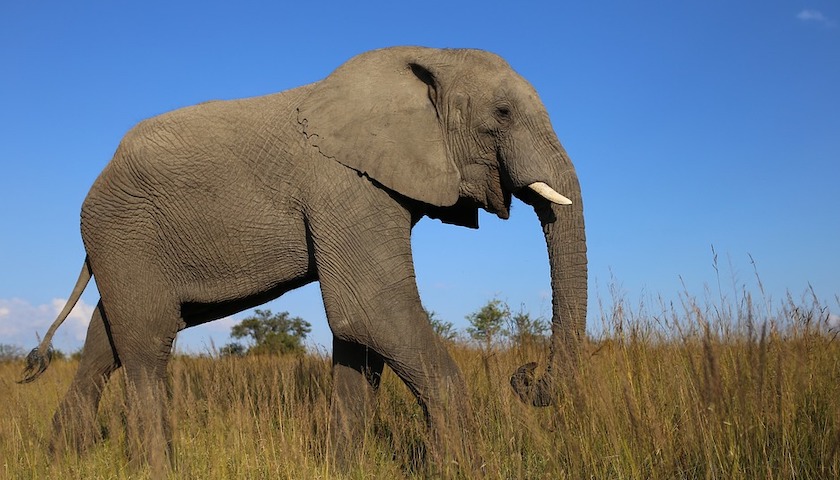 养不起了，津巴布韦再出口近百头大象