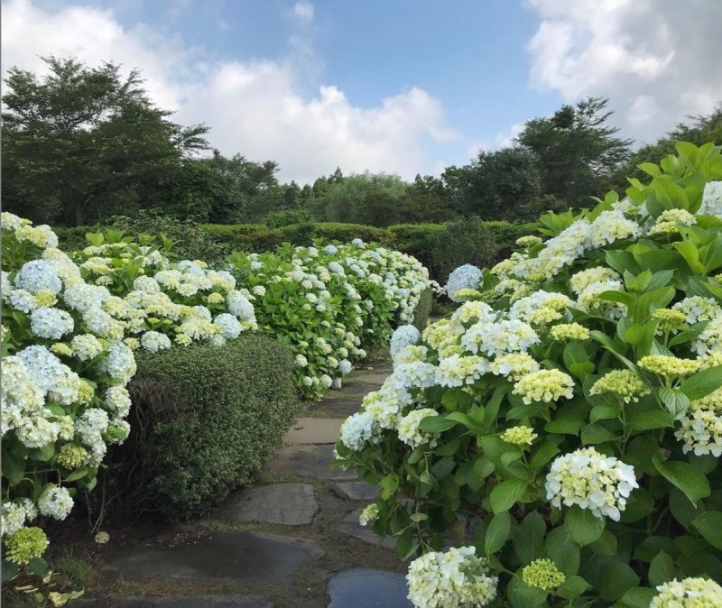 67月去济州岛不要错过绣球花最佳观赏地