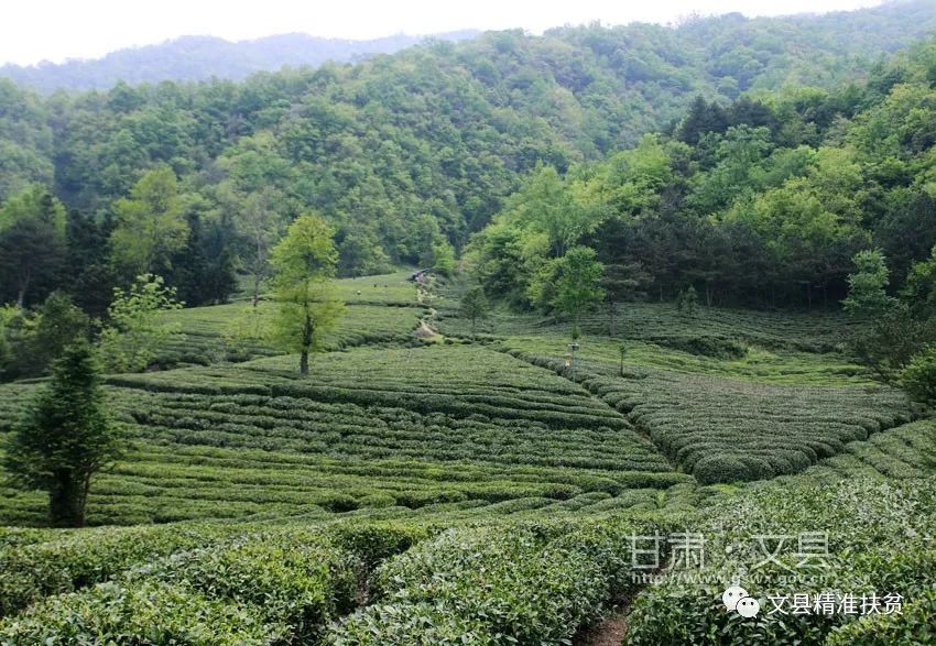 远远望去,山上草木茂盛,一片葱葱茏茏,茶园吐翠,美景如画,让人沉醉