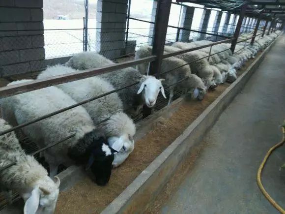 兔场排粪沟设计图片