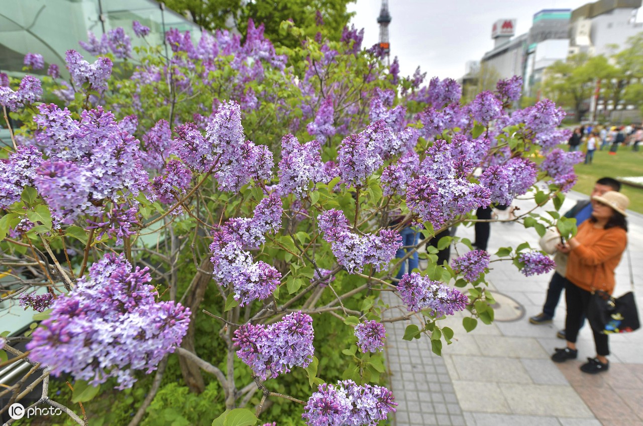 札幌市odori 公园丁香花盛开