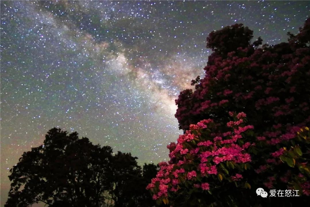 【魅力怒江】星空下的雪邦山,杜鹃花在微笑