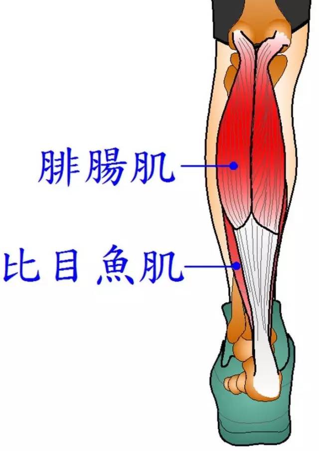 阿基里斯腱是人体最大的肌腱,由小腿肚的比目鱼肌和腓肠肌的肌腱共同