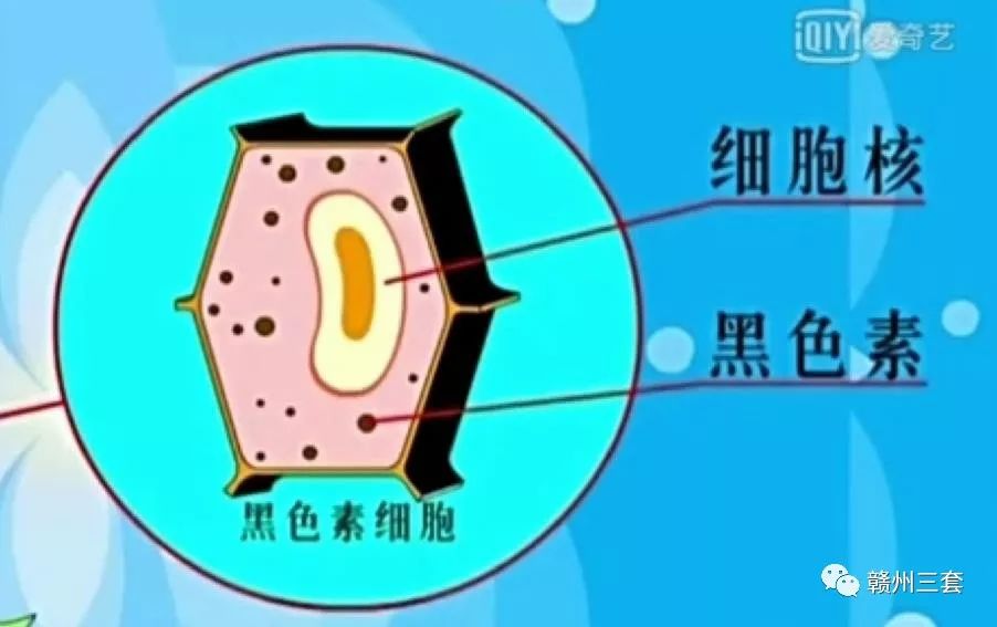 听大余东门小学老师讲变色龙的故事