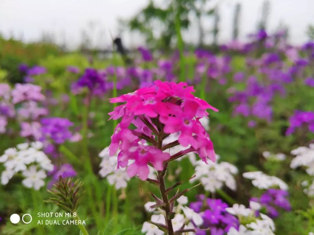 湘潭花事这个公园百花齐放啦快来赏pai花zhao