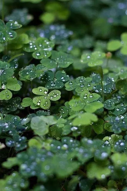 诗中雨,雨中情,美翻整个春天