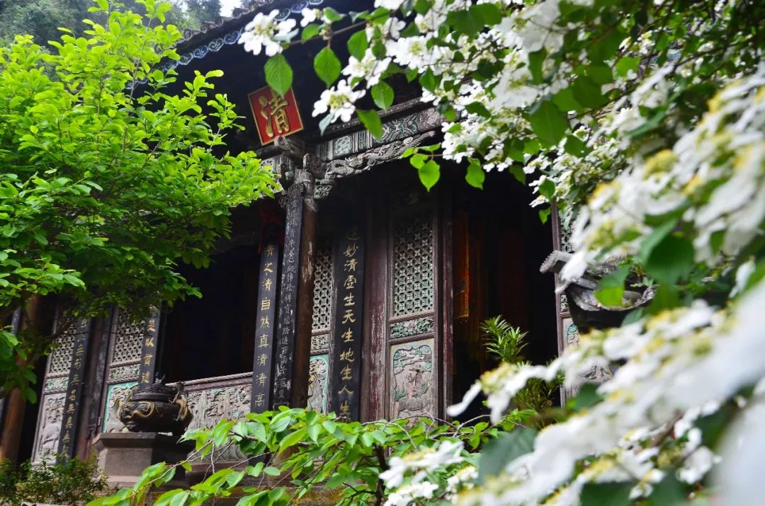 原创云南深山有个道观,住着一位牡丹仙子,很多游客到此只为一睹真容