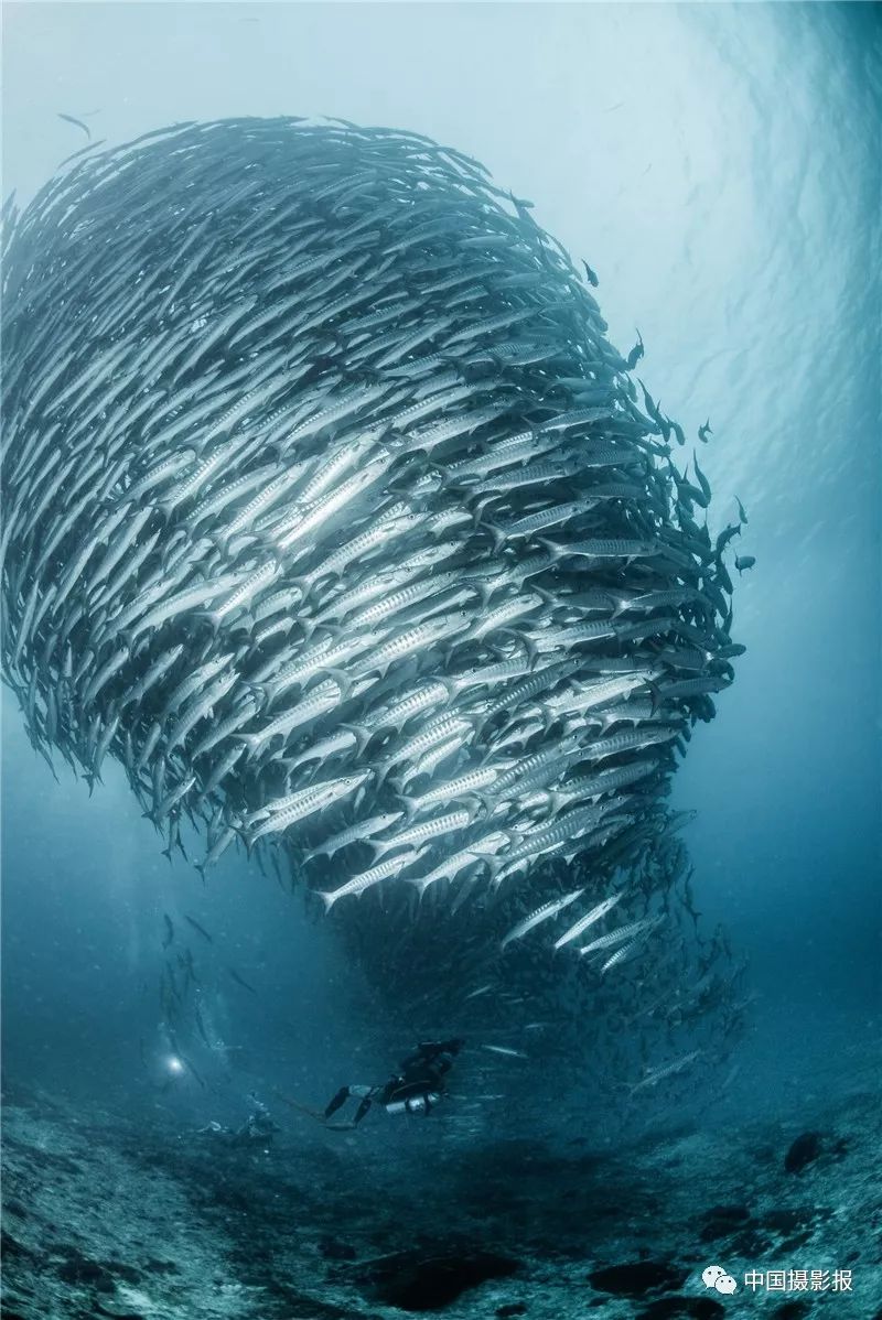 海狼鱼球 商睿 摄点评:这是一幅十分震撼的画面,照片中潜水员与巨大"