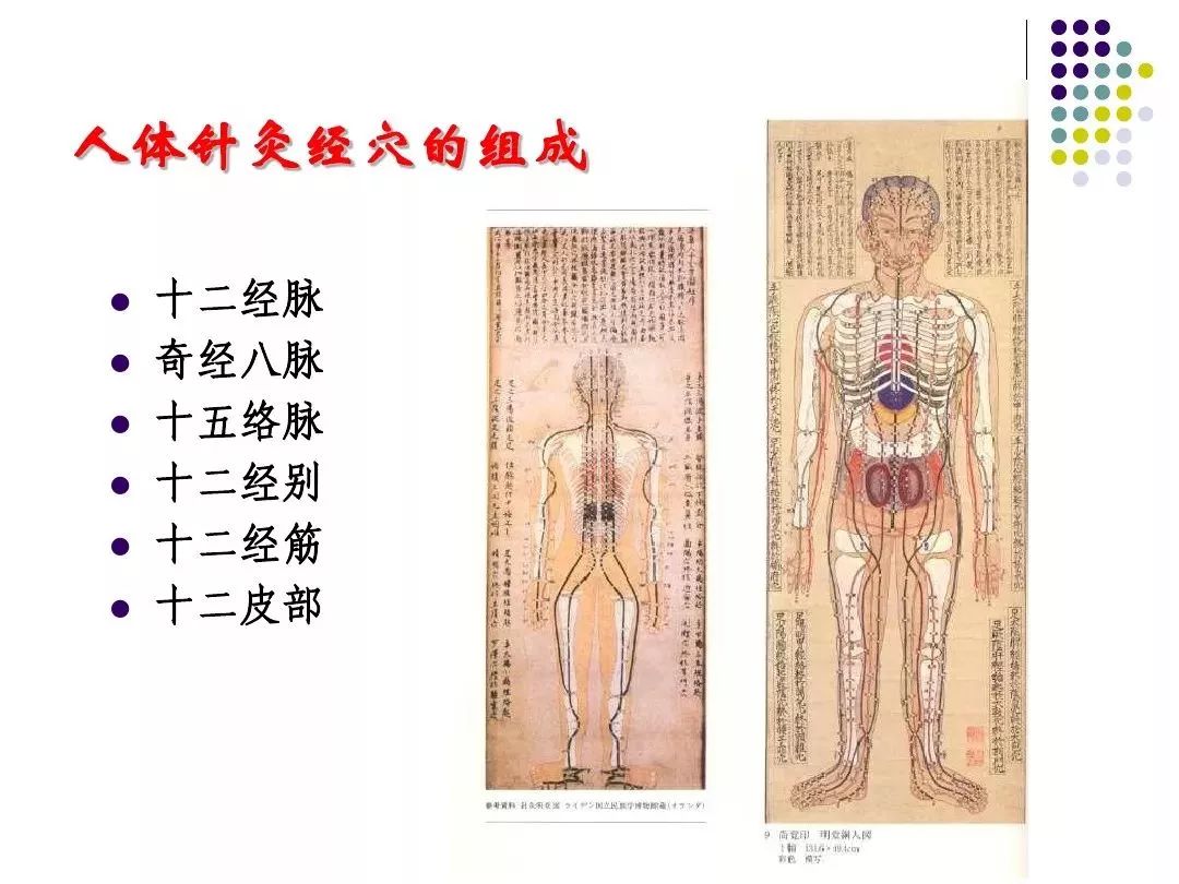 筋膜学与人体经络