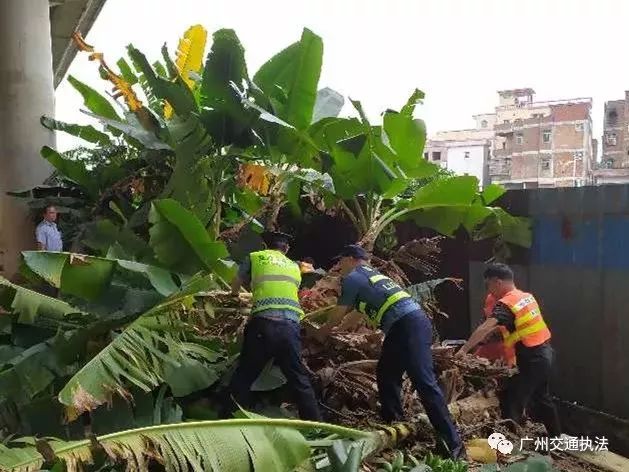 花都区花东镇总人口数_花都区花东镇(2)