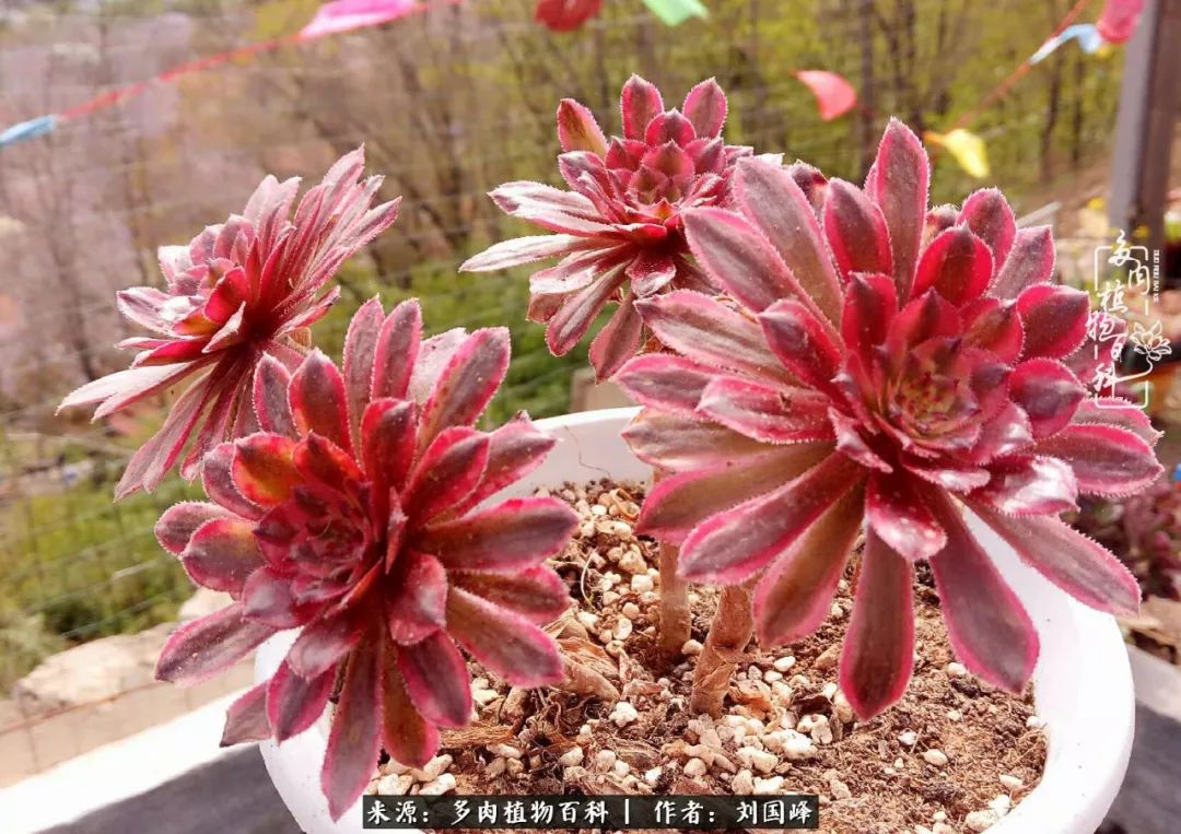 说起红覆轮锦,其实它也算是极其容易变异和返祖的品种.