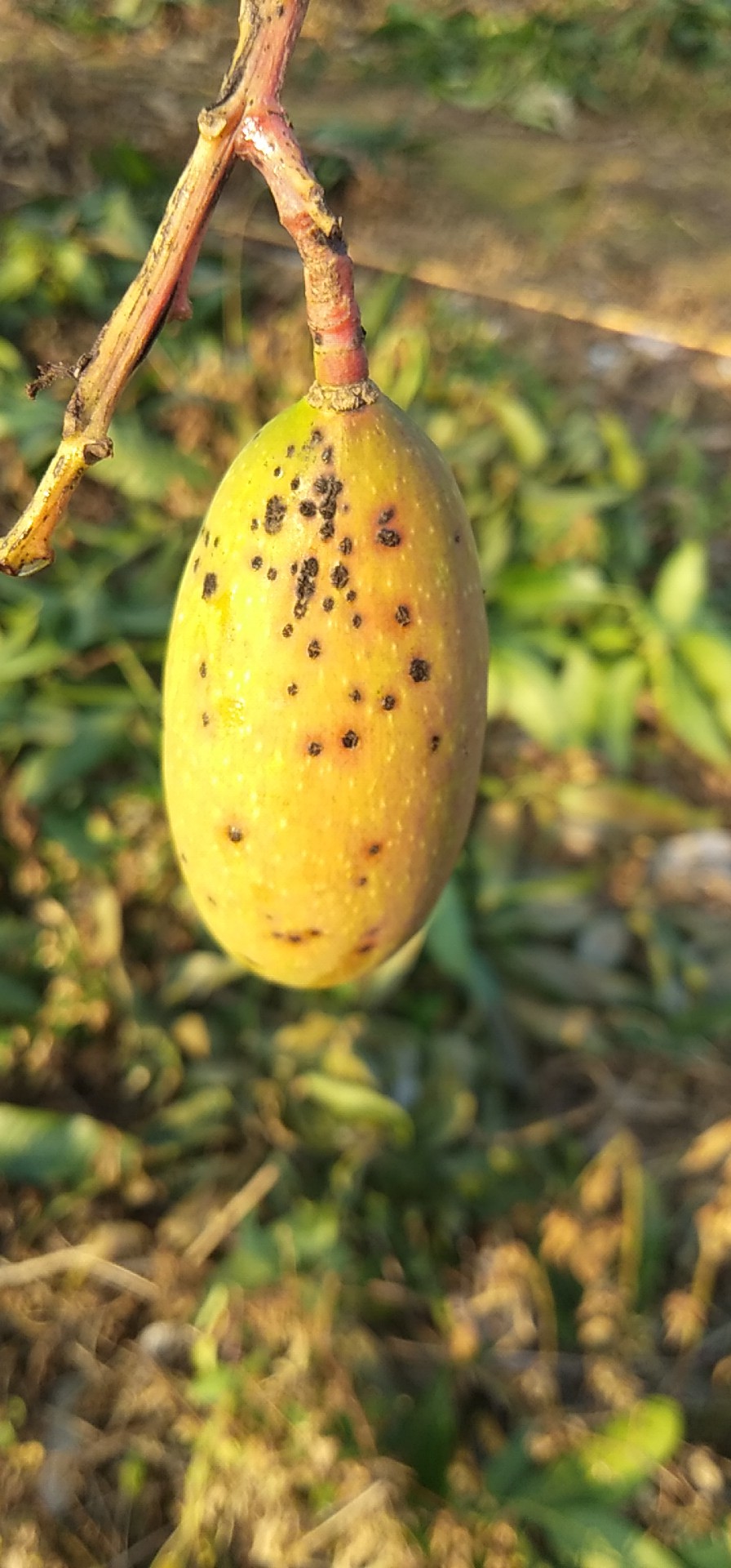 芒果上有黑点带着红色晕圈是什么病害是红点病吗