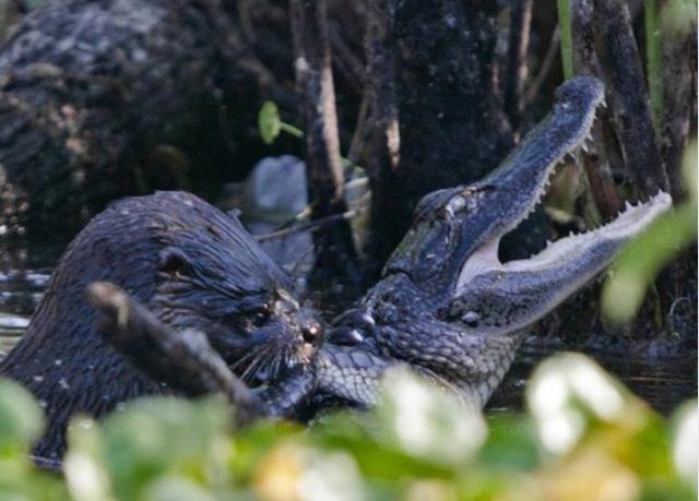 兇猛的鱷魚遇到對手了，一邊哭一邊被一隻水獺嘎吱嘎吱的活吃了！ 寵物 第2張