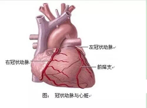 什么运动对心脏供血有好处 053fd2dc239649ea98b2b29a48ccc5a9.jpeg